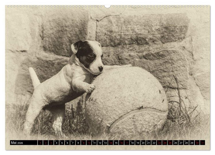 Produktbild: Parson Jack Russel Welpen (Wandkalender 2026 DIN A2 quer), CALVENDO Monatskalender