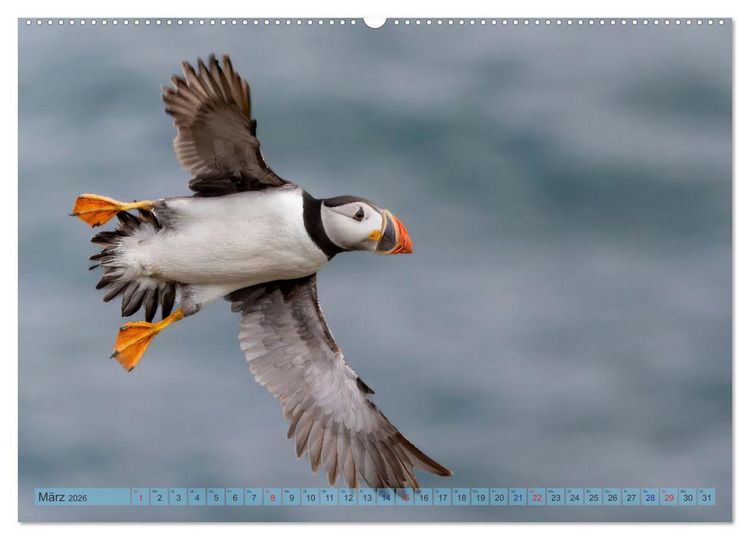 Produktbild: Papageientaucher - Farbenfrohe Flieger der Natur (Wandkalender 2026 DIN A2 quer), CALVENDO Monatskalender