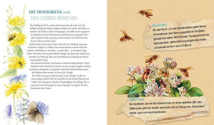 Produktbild: Schmetterling, Hummel und Maik&auml;fer