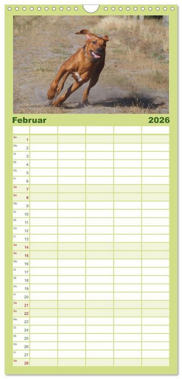 Produktbild: Familienplaner 2026 - Rhodesian Ridgeback - Jung, wild, zuckers&uuml;&szlig; mit 5 Spalten (Wandkalender, 21 x 45 cm) CALVENDO