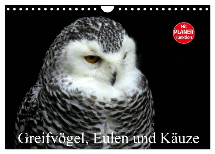 Produktbild: Greifv&ouml;gel, Eulen und K&auml;uze (Wandkalender 2026 DIN A4 quer), CALVENDO Monatskalender