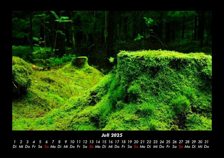 Produktbild: Waldzauber 2025 Fotokalender DIN A3