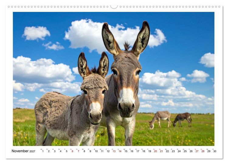 Produktbild: Kleine und gro&szlig;e Eselein (hochwertiger Premium Wandkalender 2027 DIN A2 quer), Kunstdruck in Hochglanz