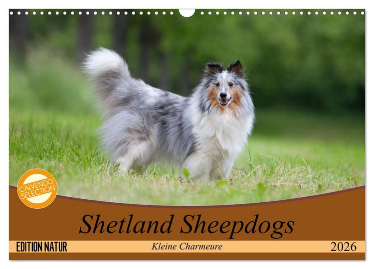 Produktbild: Shetland Sheepdogs - Kleine Charmeure (Wandkalender 2026 DIN A3 quer), CALVENDO Monatskalender