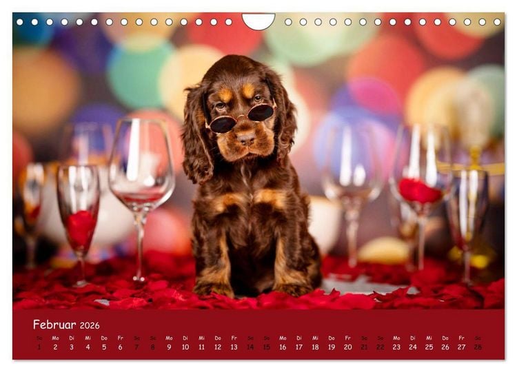 Produktbild: Elvis ein Engl. Cocker Spaniel wird Gro&szlig; (Wandkalender 2026 DIN A4 quer), CALVENDO Monatskalender