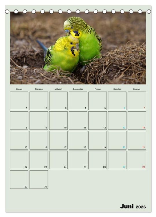 Produktbild: Wellensittiche Terminplaner (Tischkalender 2026 DIN A5 hoch), CALVENDO Monatskalender