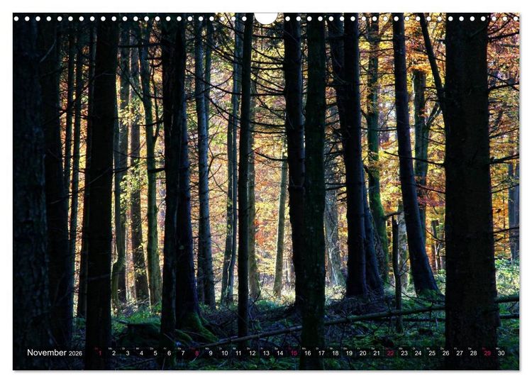 Produktbild: Erleuchtung im Wald (Wandkalender 2026 DIN A3 quer), CALVENDO Monatskalender