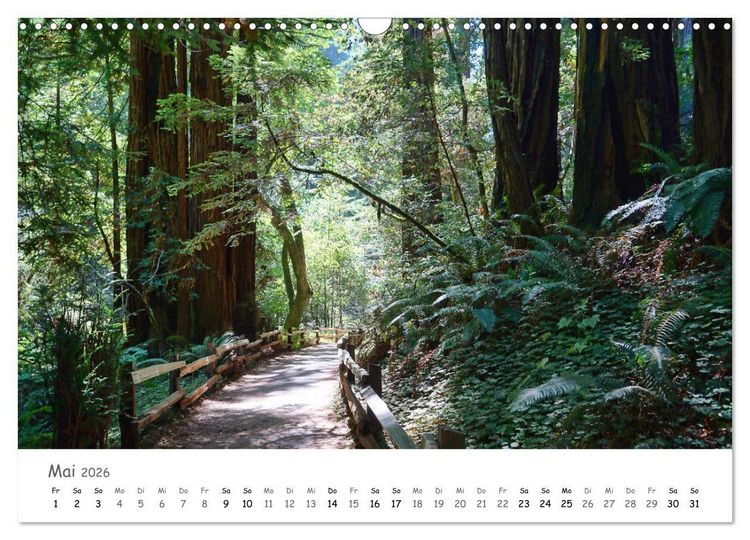 Produktbild: Wald - bezaubernde W&auml;lder (Wandkalender 2026 DIN A3 quer), CALVENDO Monatskalender