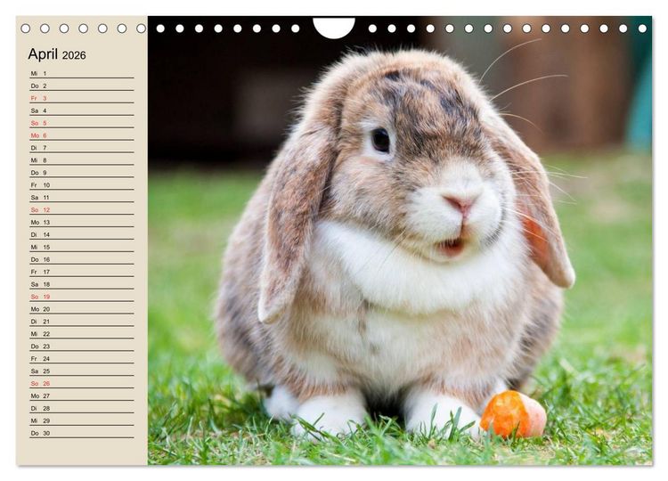 Produktbild: Kaninchen und Hasen (Wandkalender 2026 DIN A4 quer), CALVENDO Monatskalender