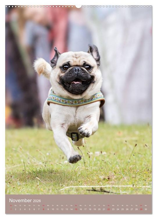 Produktbild: Mops-Rennen (hochwertiger Premium Wandkalender 2026 DIN A2 hoch), Kunstdruck in Hochglanz