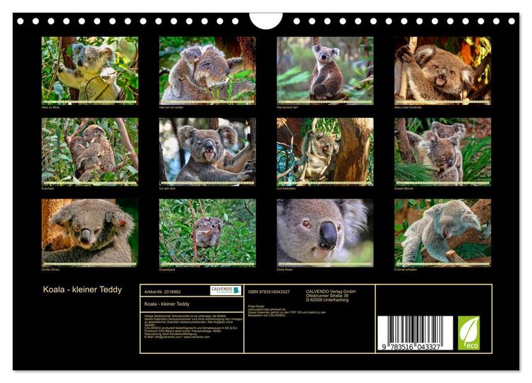 Produktbild: Koala - kleiner Teddy (Wandkalender 2026 DIN A4 quer), CALVENDO Monatskalender