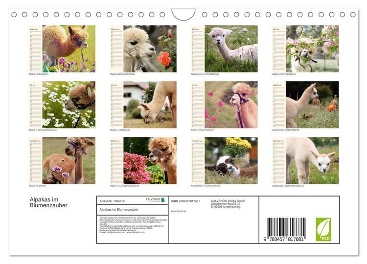 Produktbild: Alpakas im Blumenzauber (Wandkalender 2026 DIN A4 quer), CALVENDO Monatskalender