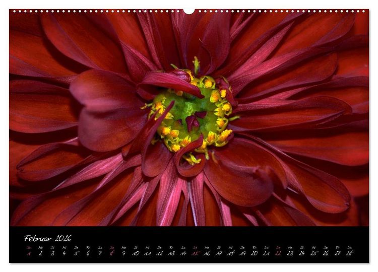 Produktbild: Serenade - Visuelle Musik der Blumen (Wandkalender 2026 DIN A2 quer), CALVENDO Monatskalender