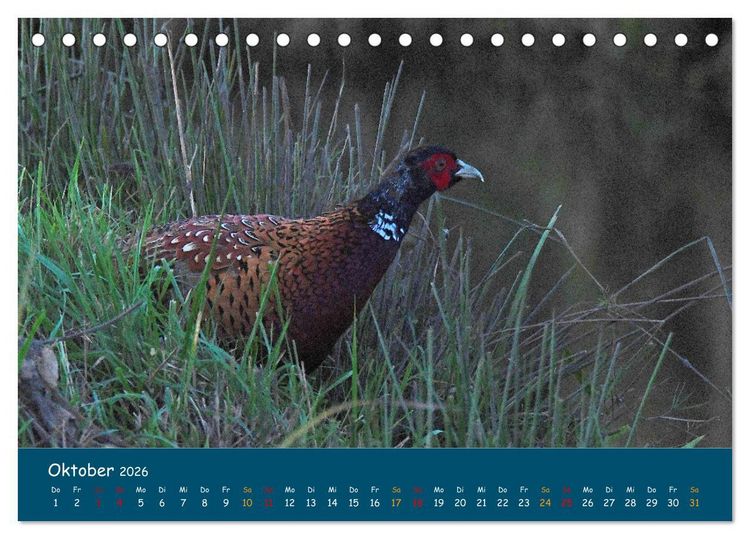 Produktbild: Naturschutzgebiet W&uuml;mme (Tischkalender 2026 DIN A5 quer), CALVENDO Monatskalender