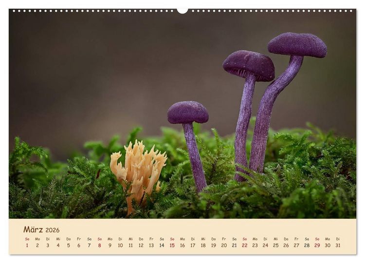 Produktbild: Pilzgalerie - Eindrucksvolle Aufnahmen von unseren heimischen Pilzen (Wandkalender 2026 DIN A2 quer), CALVENDO Monatskalender