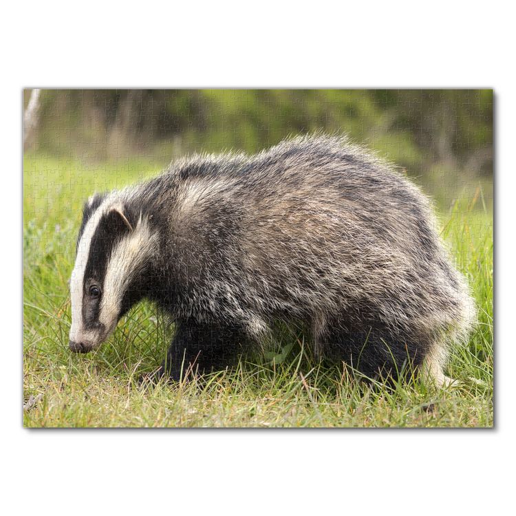 Produktbild: Lais Puzzle Badger 1000 Teile