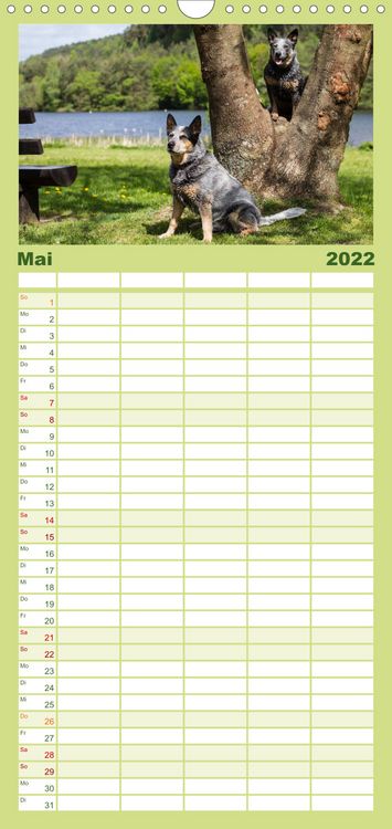 Produktbild: Spaziergang am See Australian Cattle Dogs - Familienplaner hoch (Wandkalender 2022 , 21 cm x 45 cm, hoch)