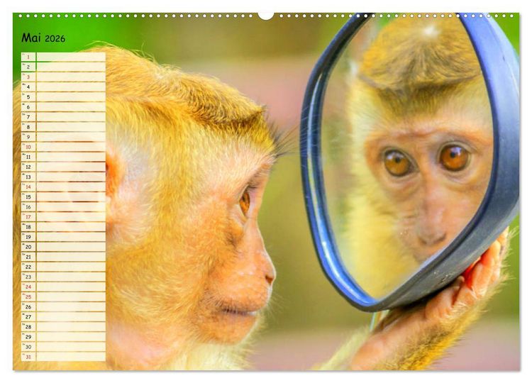 Produktbild: Zauberhafte Affenkinder. S&uuml;&szlig;er geht&acute;s nicht! (hochwertiger Premium Wandkalender 2026 DIN A2 quer), Kunstdruck in Hochglanz