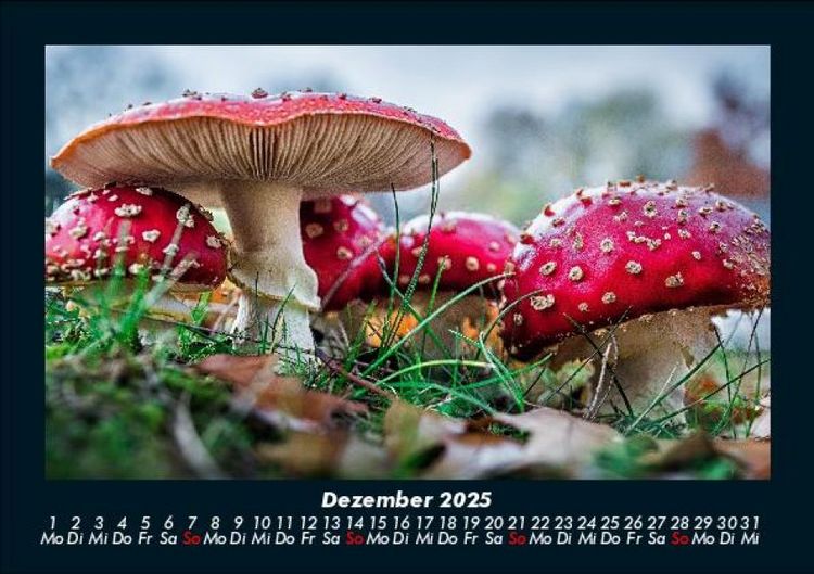 Produktbild: Pilzkalender 2025 Fotokalender DIN A5