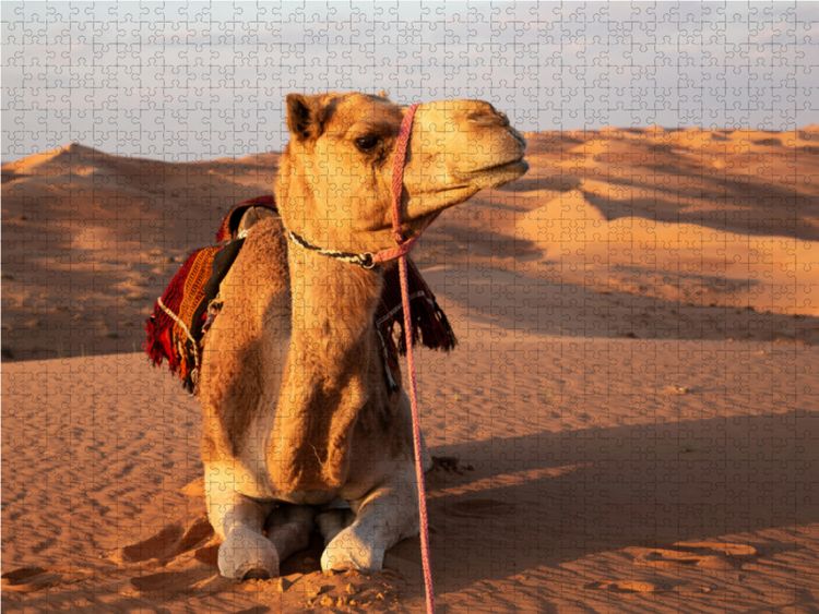Produktbild: CALVENDO Puzzle Ruhendes Kamel in der W&uuml;ste, Wahiba Sands | 1000 Teile Lege-Gr&ouml;&szlig;e 64x48cm Foto-Puzzle f&uuml;r gl&uuml;ckliche Stunden