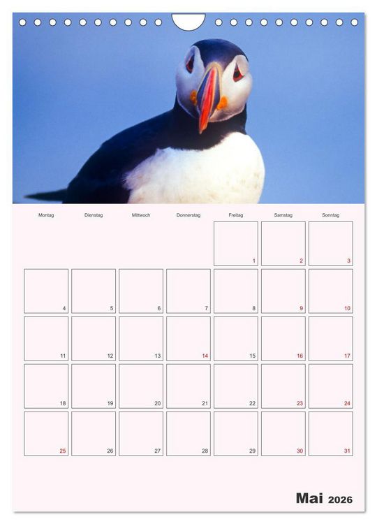 Produktbild: Papageitaucher Monatsplaner (Wandkalender 2026 DIN A4 hoch), CALVENDO Monatskalender