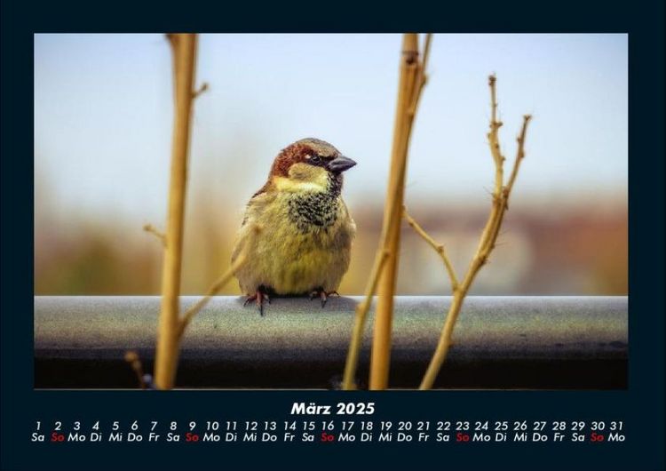 Produktbild: V&ouml;gel 2025 Fotokalender DIN A4
