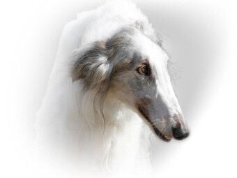 Produktbild: CALVENDO Puzzle Barsoi (Russischer Windhund) | 1000 Teile Lege-Gr&ouml;&szlig;e 64x48cm Foto-Puzzle f&uuml;r gl&uuml;ckliche Stunden