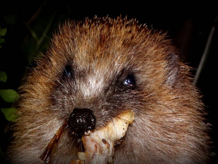 Produktbild: CALVENDO Puzzle Ein Motiv aus dem Kalender " Meine Igel" | 1000 Teile Lege-Gr&ouml;&szlig;e 64x48cm Foto-Puzzle f&uuml;r gl&uuml;ckliche Stunden
