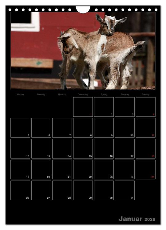 Produktbild: Zwergziegen (Wandkalender 2026 DIN A4 hoch), CALVENDO Monatskalender