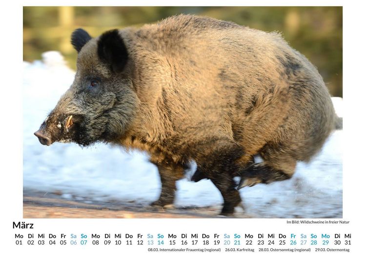 Produktbild: WIldschweine im Winter