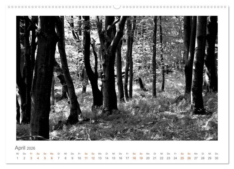 Produktbild: Quo Vadis? W&auml;lder und Wege in der R&ouml;hn, L&uuml;neburger Heide und der Mecklenburgischen Seenplatte (Wandkalender 2026 DIN A2 quer), CALVENDO Monatskalender