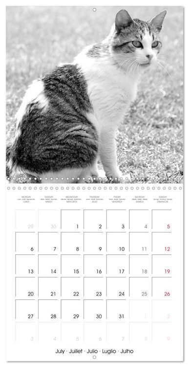 Produktbild: Black and white cat whispers (Wall Calendar 2026 12 &times; 12 Inch) CALVENDO 12 Month Wall Calendar