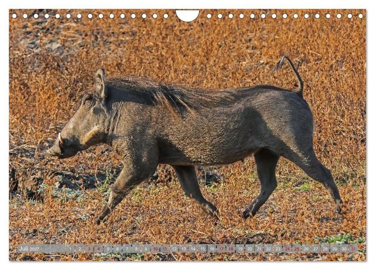 Produktbild: Unbekanntes Paradies Sambia (Wandkalender 2027 DIN A4 quer), CALVENDO Monatskalender