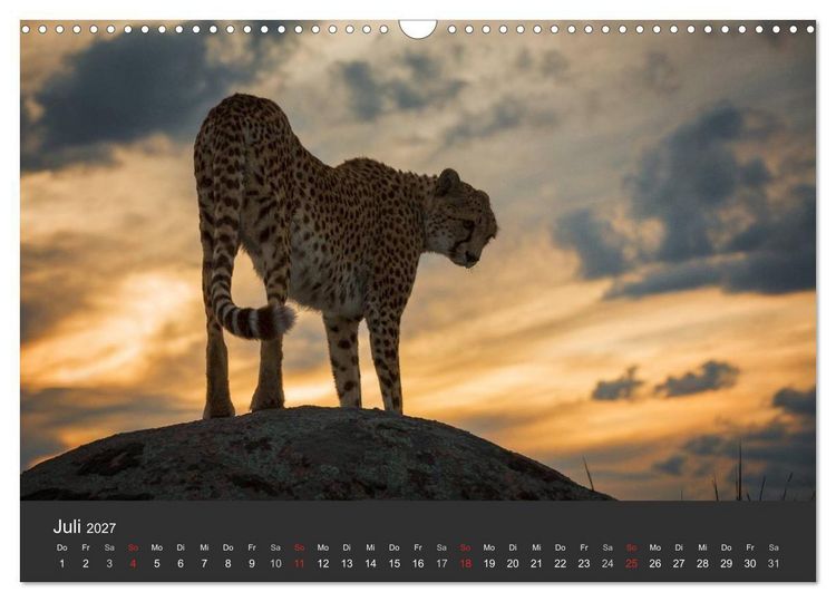 Produktbild: Geparden. Die eleganten Katzen. (Wandkalender 2027 DIN A3 quer), CALVENDO Monatskalender