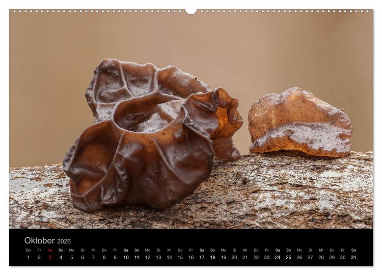 Produktbild: PILZE IM FOKUS 2026 (Wandkalender 2026 DIN A2 quer), CALVENDO Monatskalender