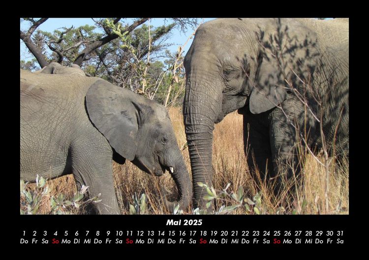 Produktbild: Elefanten 2025 Fotokalender DIN A3