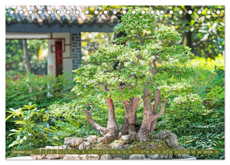 Produktbild: Gartenkunst aus Japan: Bonsai (Tischkalender 2026 DIN A5 quer), CALVENDO Monatskalender