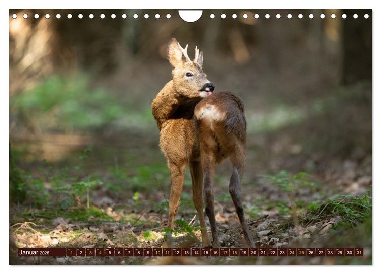 Produktbild: Zauberhafte Wesen - anmutiges Rehwild (Wandkalender 2026 DIN A4 quer), CALVENDO Monatskalender