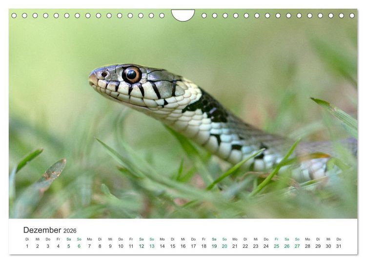 Produktbild: Schlangen - Portraits europ&auml;ischer Arten (Wandkalender 2026 DIN A4 quer), CALVENDO Monatskalender