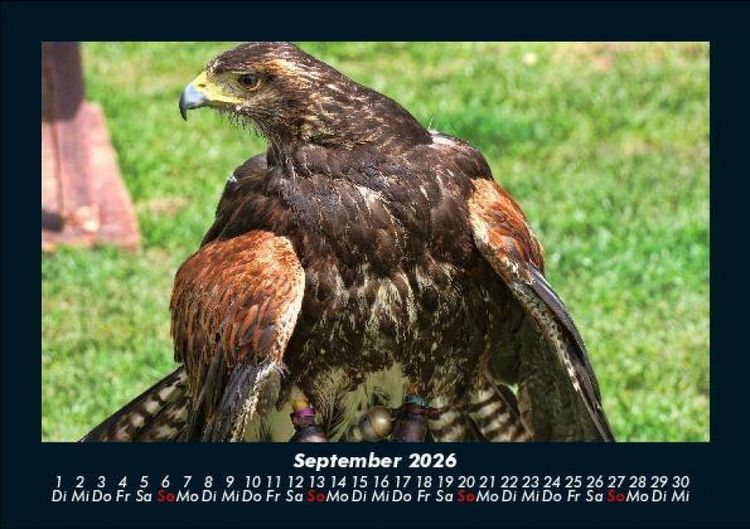 Produktbild: Welt der V&ouml;gel 2026 Fotokalender DIN A5