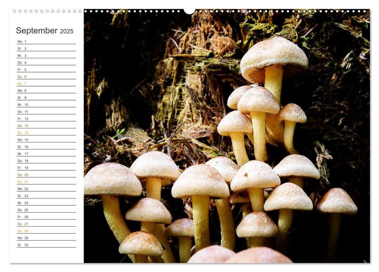 Schwammerl Egerlinge Pilze (Wandkalender 2025 DIN A2 quer), CALVENDO