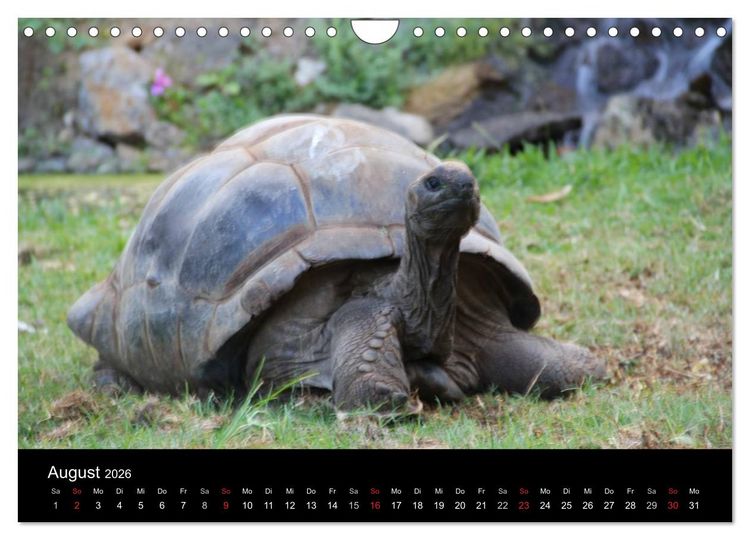 Produktbild: Trauminsel Mauritius (Wandkalender 2026 DIN A4 quer), CALVENDO Monatskalender
