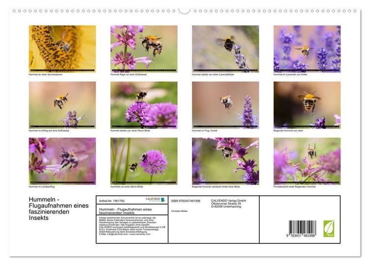 Produktbild: Hummeln - Flugaufnahmen eines faszinierenden Insekts (hochwertiger Premium Wandkalender 2026 DIN A2 quer), Kunstdruck in Hochglanz