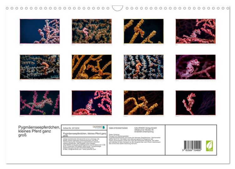 Produktbild: Pygm&auml;enseepferdchen, kleines Pferd ganz gro&szlig; (Wandkalender 2027 DIN A3 quer), CALVENDO Monatskalender