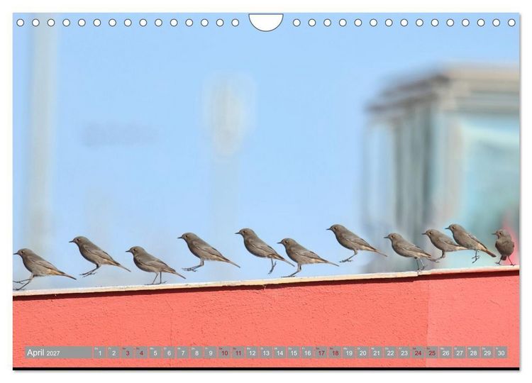 Produktbild: V&ouml;gel im Fluge - Ocells en vol (Wandkalender 2027 DIN A4 quer), CALVENDO Monatskalender
