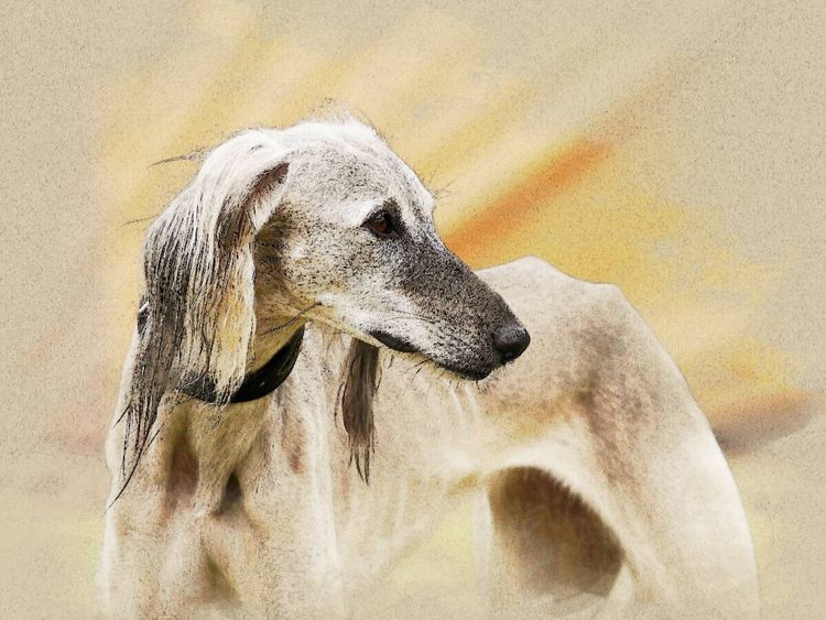 Produktbild: CALVENDO Puzzle Ein Motiv aus dem Kalender Saluki Portraits | 1000 Teile Lege-Gr&ouml;&szlig;e 64x48cm Foto-Puzzle f&uuml;r gl&uuml;ckliche Stunden