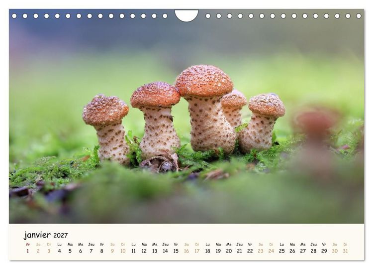 Produktbild: Champignons magiques (Calendrier mural 2027 DIN A4 vertical), CALVENDO calendrier mensuel