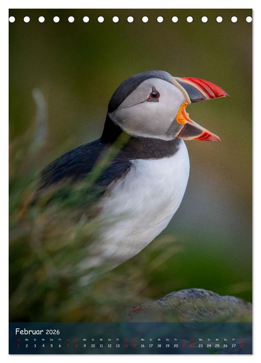Produktbild: Naturerlebnis Puffin (Tischkalender 2026 DIN A5 hoch), CALVENDO Monatskalender