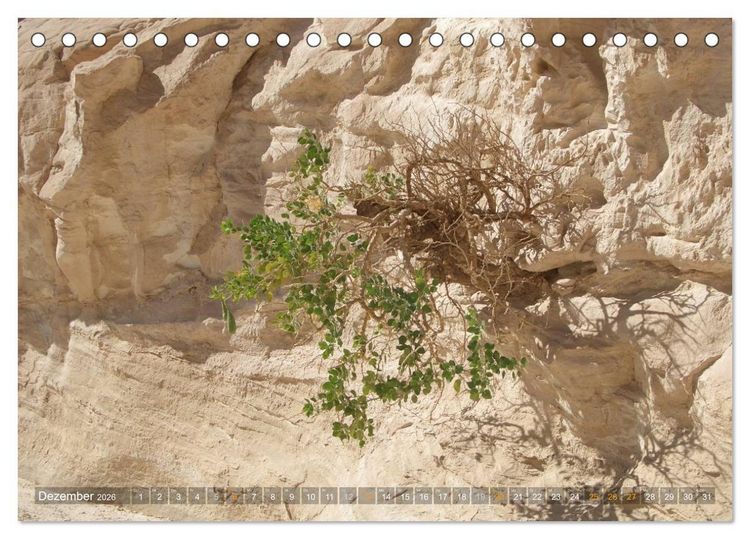 Produktbild: Impressionen Kameltrekking Sinai 2026 (Tischkalender 2026 DIN A5 quer), CALVENDO Monatskalender