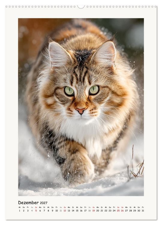 Produktbild: Main-Coon-Katzen. Sanfte Riesen im Gr&uuml;nen (Wandkalender 2027 DIN A2 hoch), CALVENDO Monatskalender